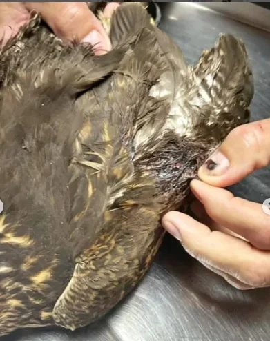 Halcon-herido-2