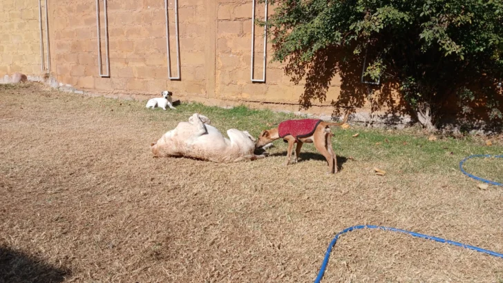 Luca-perrito-rescatado-2-728x410