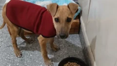Luca ya juega, corre y toma sol: la historia del perrito que dejó atrás el abandono