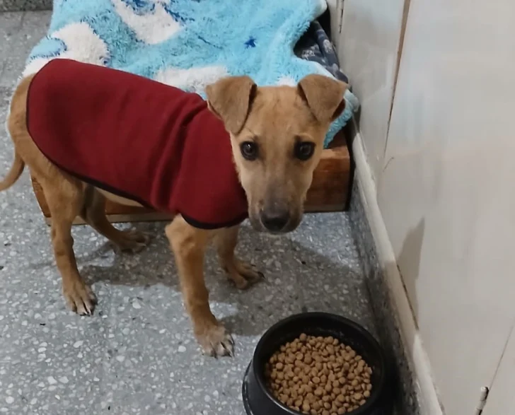 Luca ya juega, corre y toma sol: la historia del perrito que dejó atrás el abandono