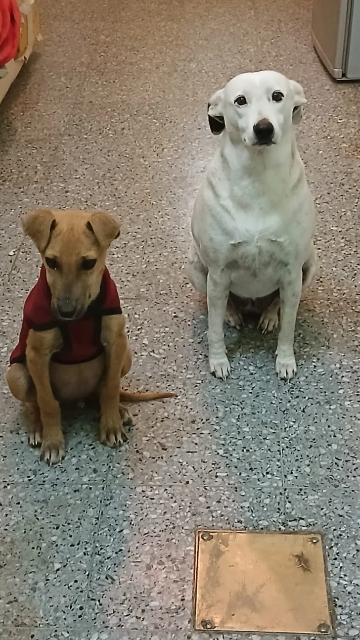 Luca-perrito-rescatado-4-728x1294