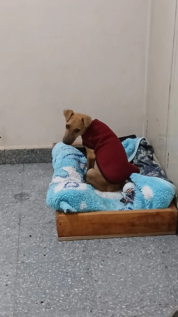 Luca-perrito-rescatado-5-728x1294