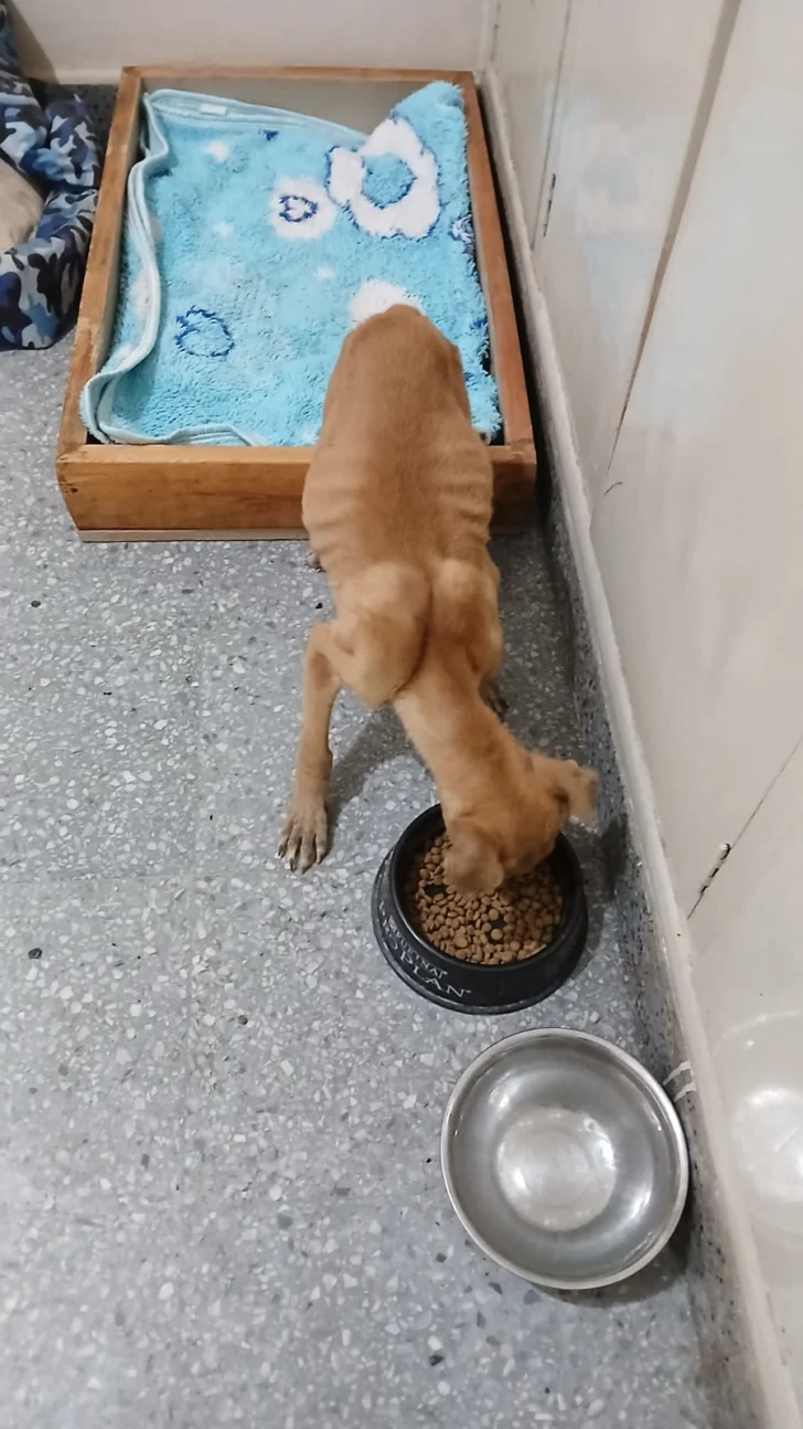 Luca-perrito-rescatado-8-728x1294