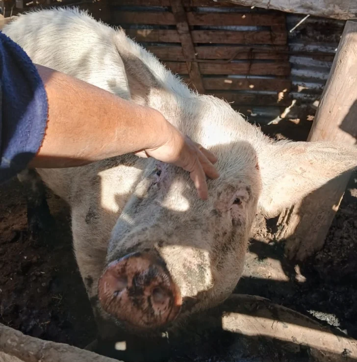 La historia de Nilda: la cerdita rescatada que será llevada a un santuario animal en San Juan