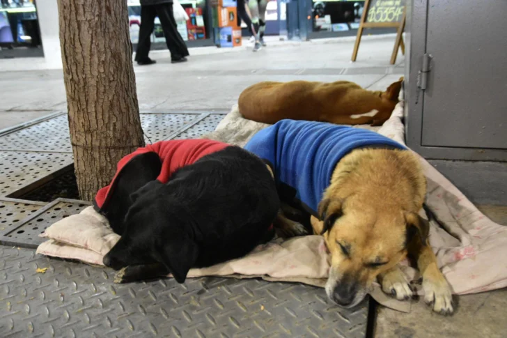 Perros-San-Juan-Foto-Maximiliano-Huyema-Diario-La-Provincia-SJ-1-728x485