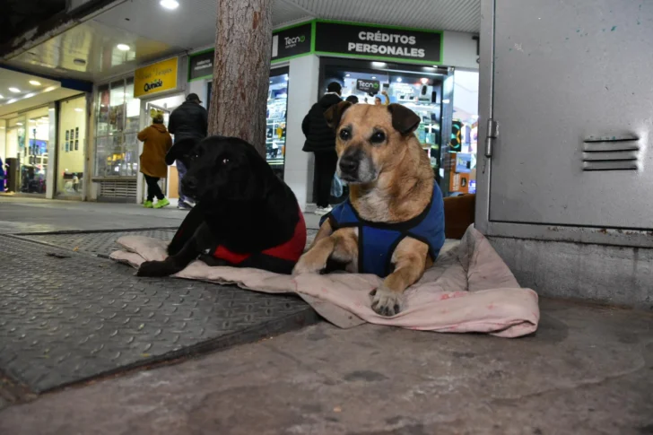 Perros-San-Juan-Foto-Maximiliano-Huyema-Diario-La-Provincia-SJ-13-728x485