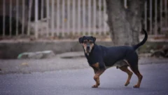 Desde un protocolo a una app: definirán mecanismos para denunciar maltrato animal en San Juan