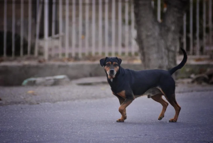 Envenenamientos de animales en San Juan: crecen los casos y llaman a estar atentos