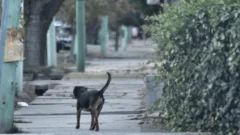 Proteccionista sanjuanino expuso un nuevo hecho de crueldad animal