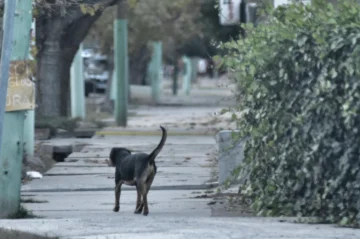 Proteccionista sanjuanino expuso un nuevo hecho de crueldad animal