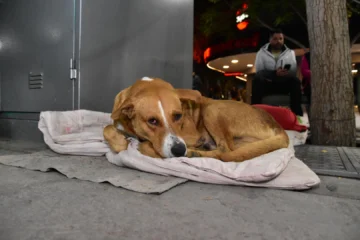Ola polar: crece la preocupación por los animales que viven en la calle