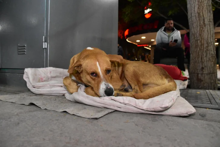 Ola polar: crece la preocupación por los animales que viven en la calle