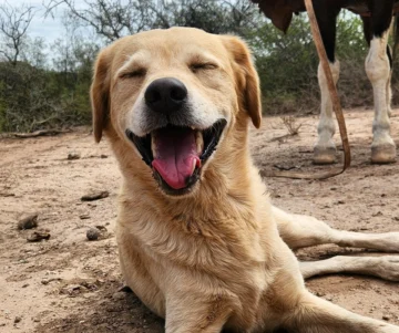 Soldado corrió por última vez: la emotiva despedida del perro maratonista sanjuanino