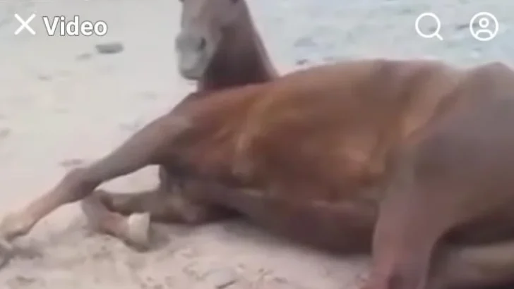 Causa por maltrato a un caballo en San Juan: $100.000 de multa y tareas comunitarias