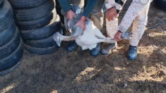 Caza ilegal en San Juan: secuestraron animales y cuchillos