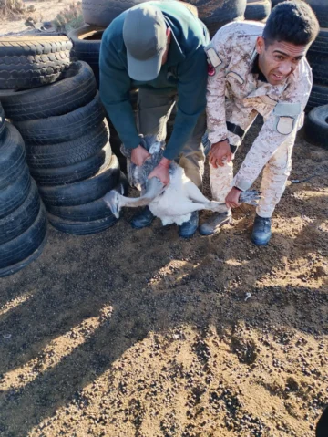 Caza ilegal en San Juan: secuestraron animales y cuchillos