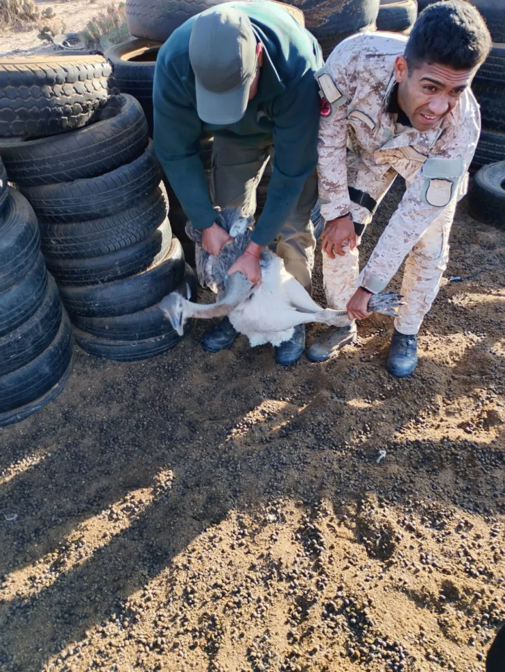Caza ilegal en San Juan: secuestraron animales y cuchillos