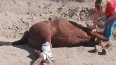 Causa por maltrato a un caballo en San Juan: $100.000 de multa y tareas comunitarias