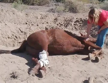 Causa por maltrato a un caballo en San Juan: $100.000 de multa y tareas comunitarias