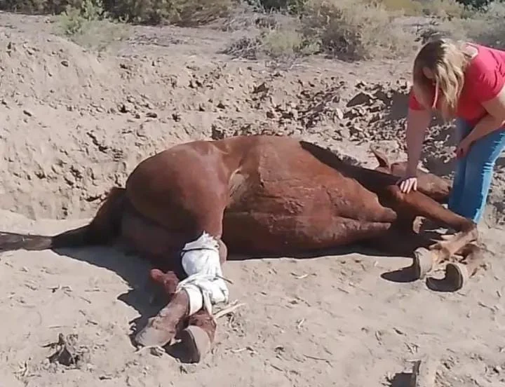 Causa por maltrato a un caballo en San Juan: $100.000 de multa y tareas comunitarias