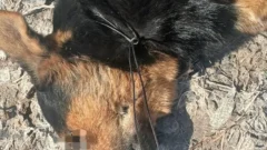 Investigan un nuevo caso de maltrato animal en San Juan: un perro fue apuñalado