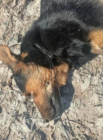 Investigan un nuevo caso de maltrato animal en San Juan: un perro fue apuñalado