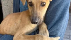 Encadenado y desnutrido: el dramático rescate de un cachorro en San Juan
