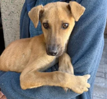 Encadenado y desnutrido: el dramático rescate de un cachorro en San Juan