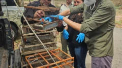 Aumentan las actas por caza furtiva en San Juan:  las especies más amenazadas
