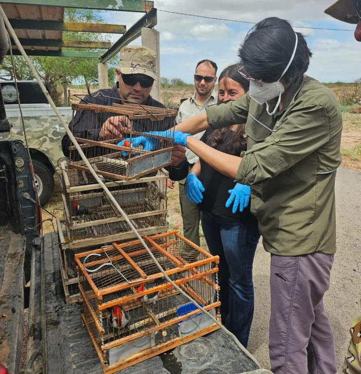 Aumentan las actas por caza furtiva en San Juan:  las especies más amenazadas