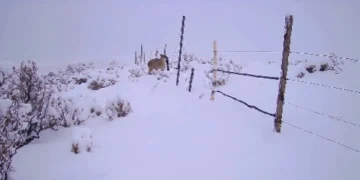 Video: captaron dos pumas cruzando la nieve en el Parque Nacional El Leoncito