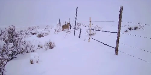 Video: captaron dos pumas cruzando la nieve en el Parque Nacional El Leoncito