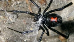 Lo que salvó a una sanjuanina, picada por una araña “viuda negra”