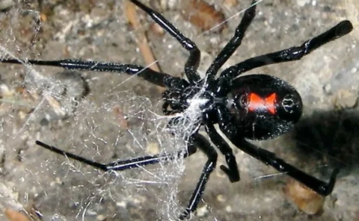 Lo que salvó a una sanjuanina, picada por una araña “viuda negra”