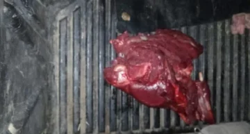 Detuvieron a tres personas con carne de guanaco