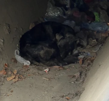 Piden ayuda para Ozzy, el perro que fue atropellado y abandonado en La Bebida