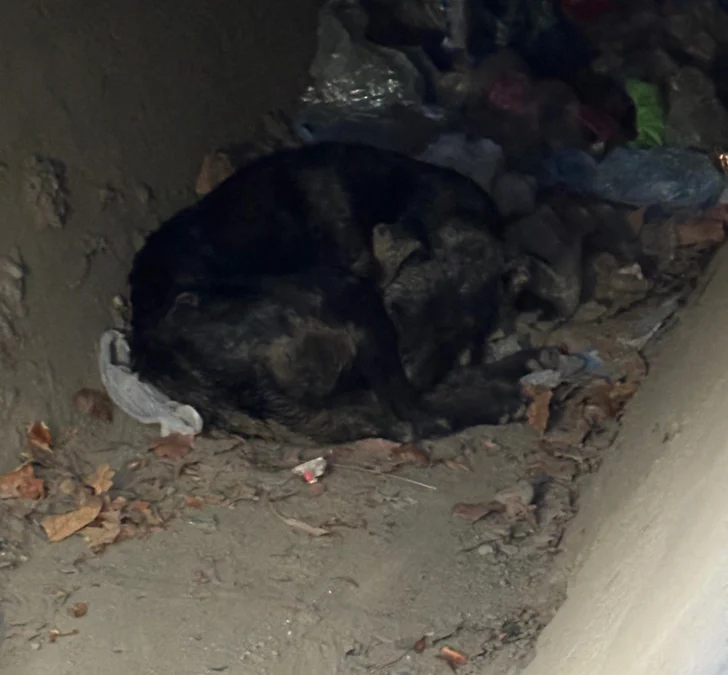 Piden ayuda para Ozzy, el perro que fue atropellado y abandonado en La Bebida