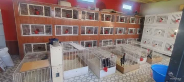 Secuestraron 60 gallos de pelea en un operativo policial en San Juan