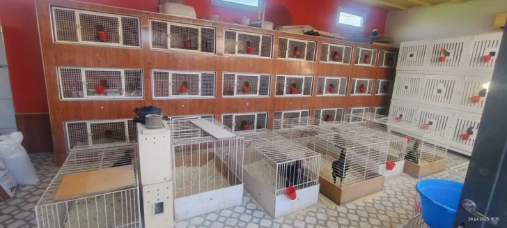Secuestraron 60 gallos de pelea en un operativo policial en San Juan