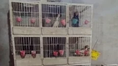 Secuestran gallos y un ring de pelea en un operativo en 25 de Mayo