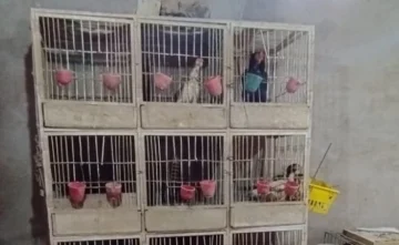 Secuestran gallos y un ring de pelea en un operativo en 25 de Mayo