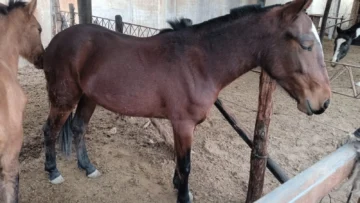 Secuestraron 8 caballos sueltos en operativos rurales