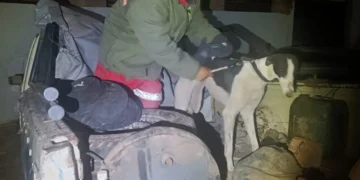 Caza furtiva en Bermejo: una camioneta llevaba galgos y liebres muertas