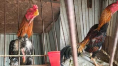 Secuestraron 92 gallos usados en peleas clandestinas