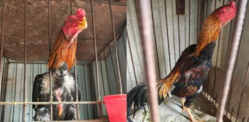 Secuestraron 92 gallos usados en peleas clandestinas