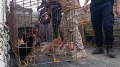 Se conocieron nuevos detalles del operativo en 25 de Mayo: ¿desde cuándo había riñas de gallos?