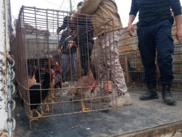 Se conocieron nuevos detalles del operativo en 25 de Mayo: ¿desde cuándo había riñas de gallos?