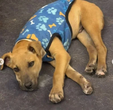 Final feliz para Luca: el perrito rescatado del maltrato ya tiene un nuevo hogar