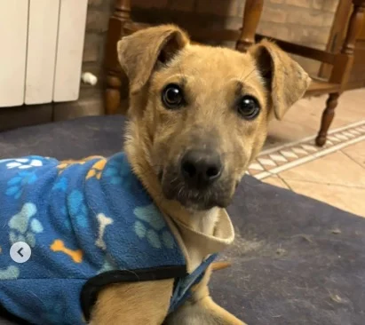 El perrito que superó el abandono: Luca está listo para ser adoptado