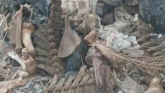 Impactante hallazgo en San Juan: restos de caballos aparecieron en bolsas